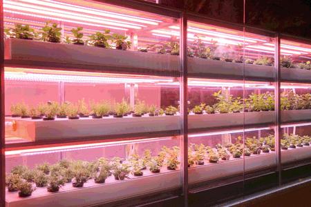 식물공장