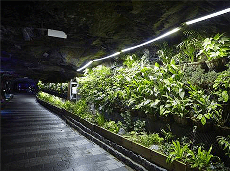 Cave Botanical Garden