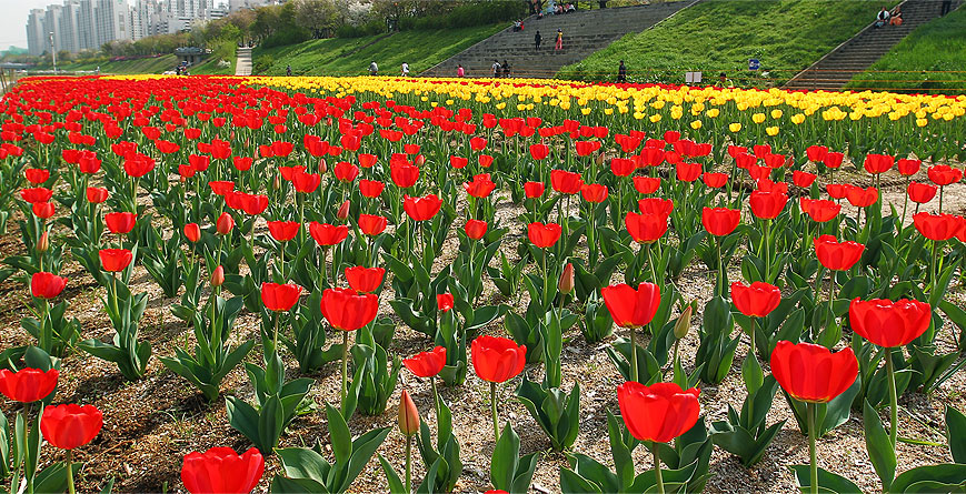Gwanmyeong Hanne (Anyangcheon Stream) linked pictures
