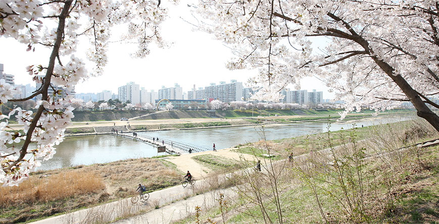 Gwanmyeong Hanne (Anyangcheon Stream) linked pictures