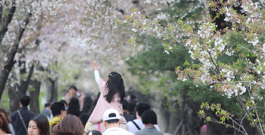 Gwanmyeong Hanne (Anyangcheon Stream) linked pictures