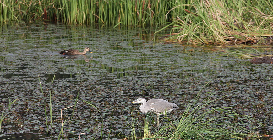 Anteo Eco Park linked pictures