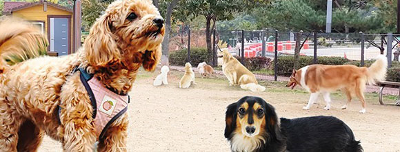 반려동물 놀이터 이미지